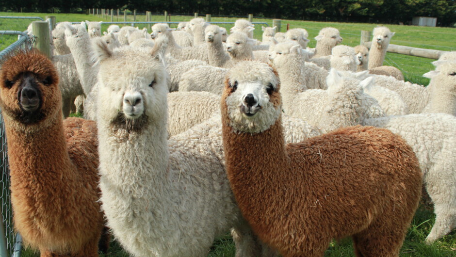 alpacas