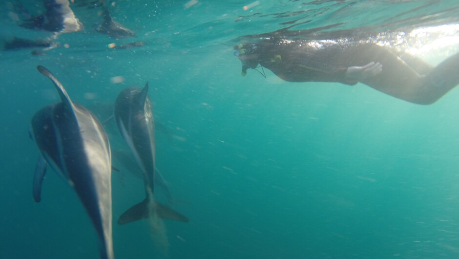 Swim with dolphins in Kaikoura