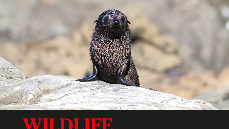 New Zealand Fur Seal