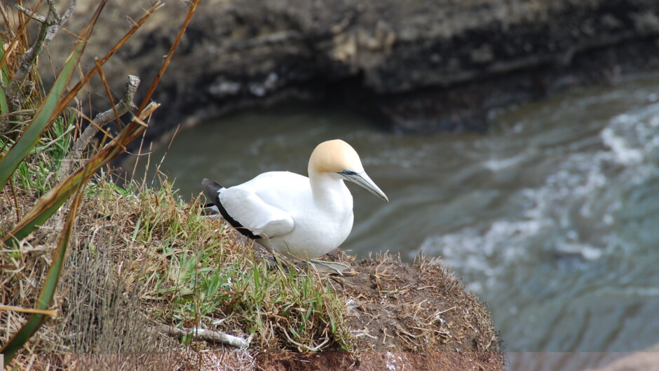 Lone Gannet - Second widest wing span for a sea bird.