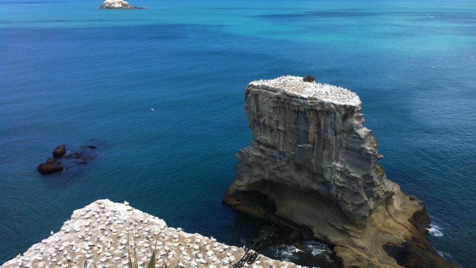 Gannet Colony looking toward the Tasman Sea