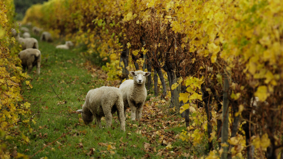 Sheep in the vineyard in Winter time