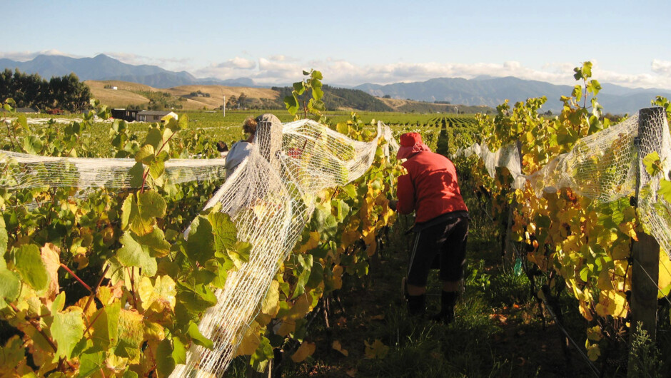 Picking all by hand