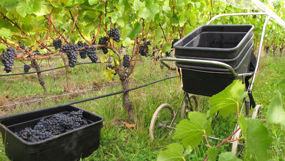 Picking bins