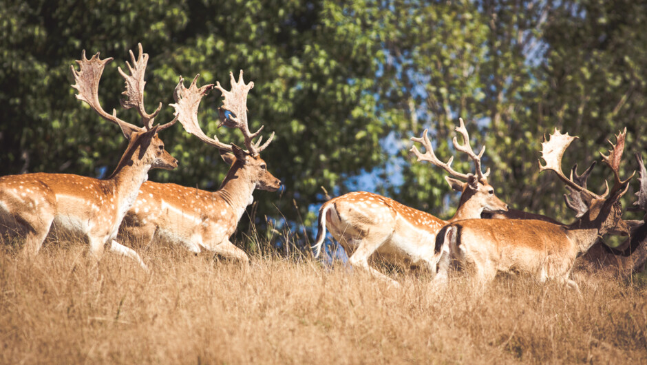 Fallow Deer hunting in Auckland