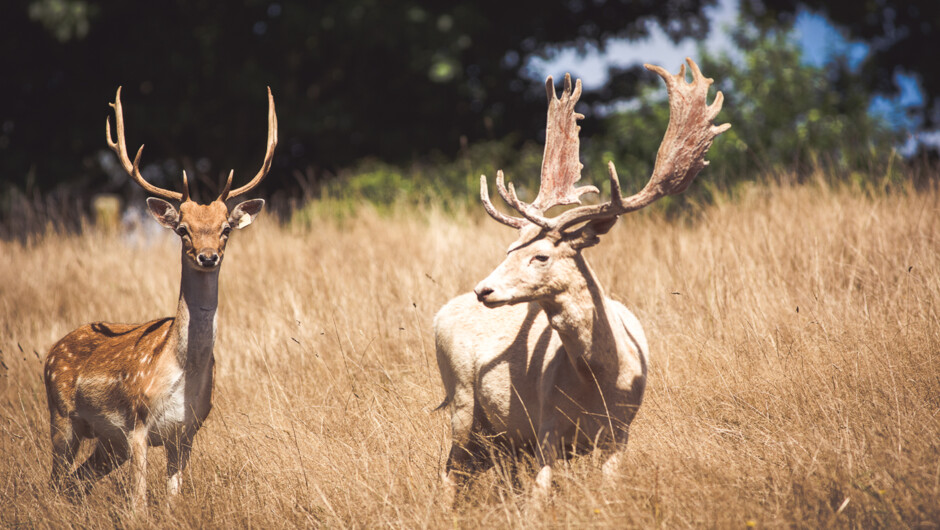 Hunt Fallow Deer in Auckland!