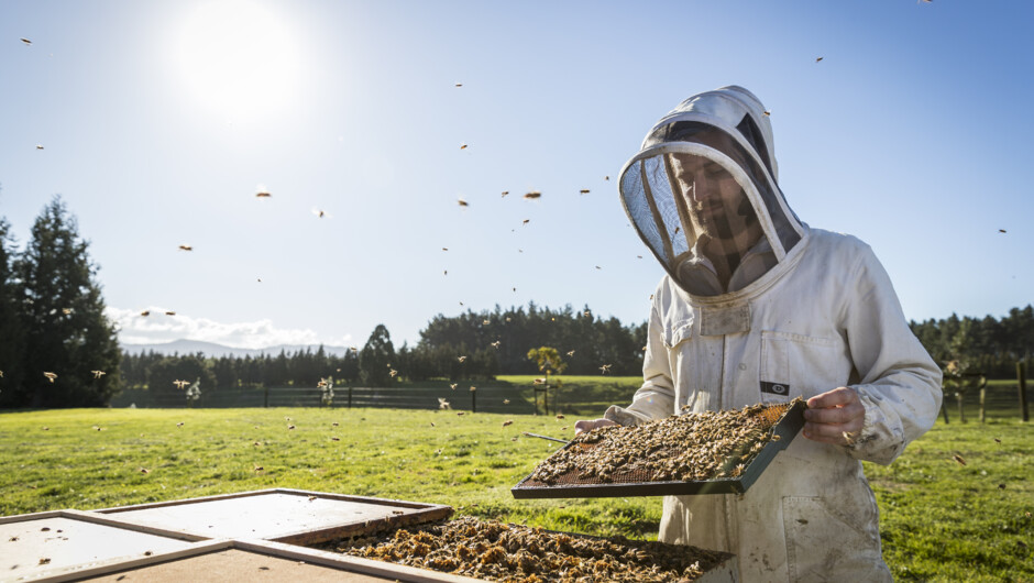 BeeNZ beekeeper in action