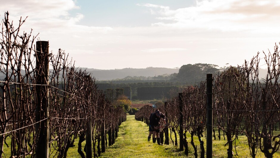 Our Vineyard in Winter