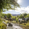 Explore the South Island wilderness by horseback