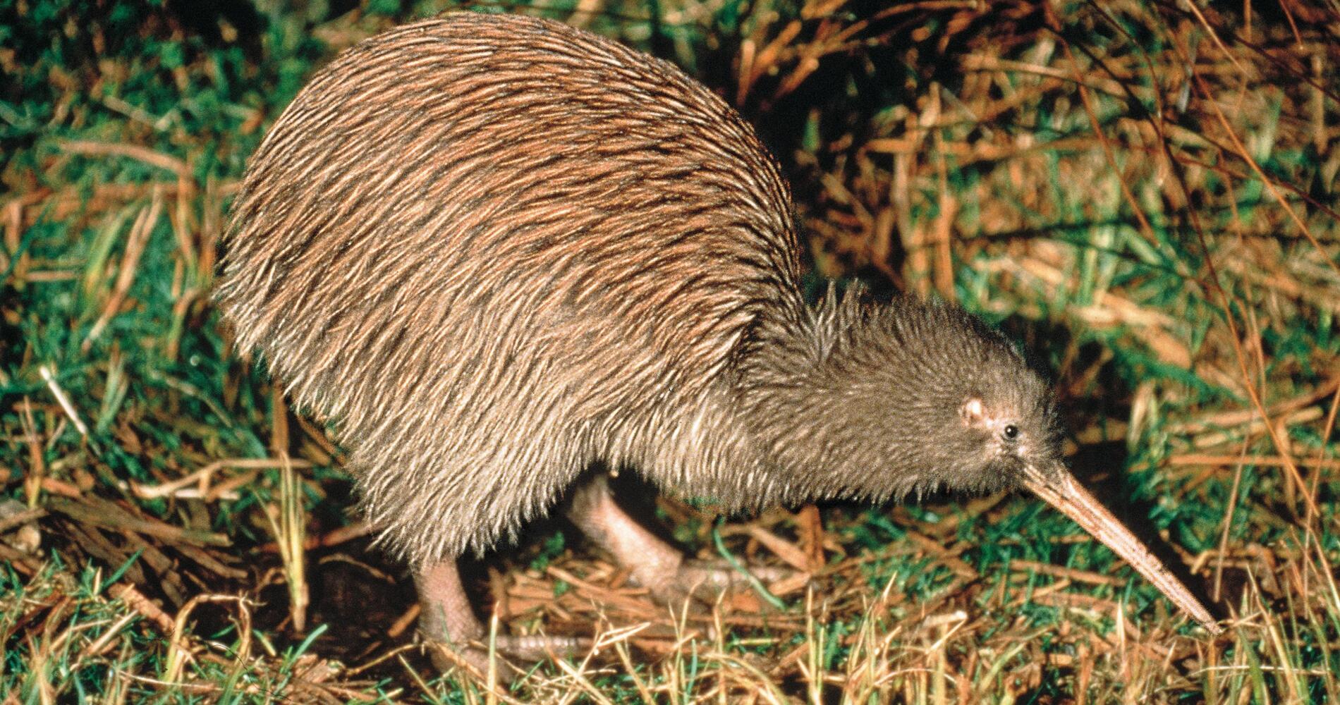 Baby Kiwi Information and Facts