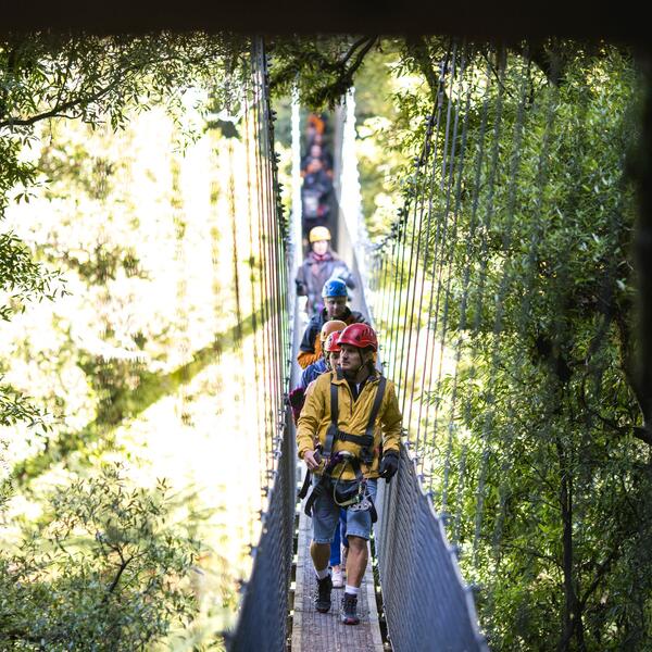 Canopy Tours