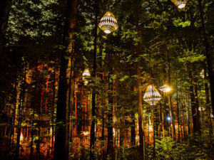 Whakarewarewa Forest (The Redwoods)