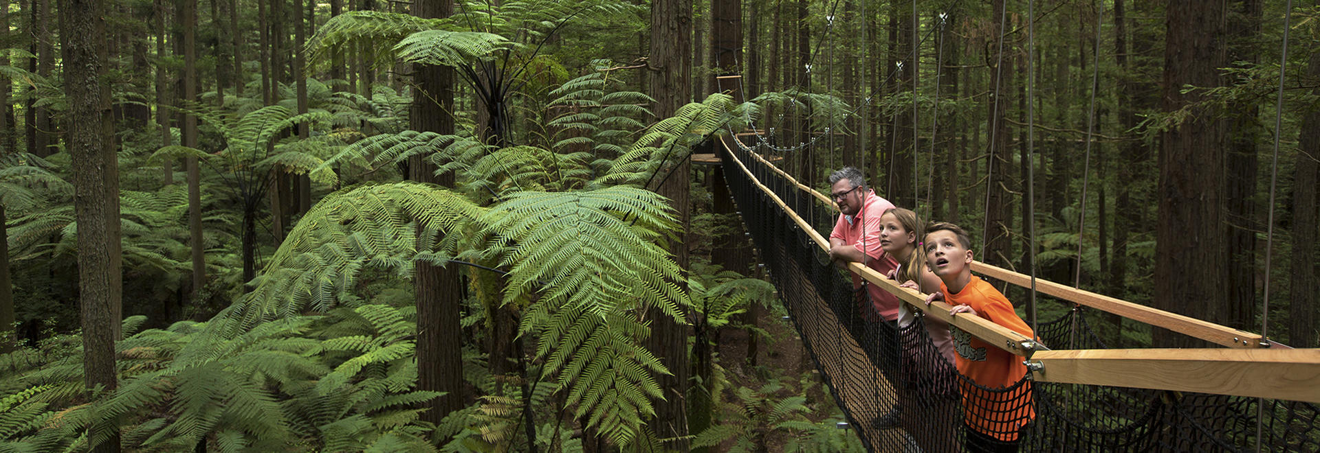 the redwoods treewalk is a over half a kilometre long walkway