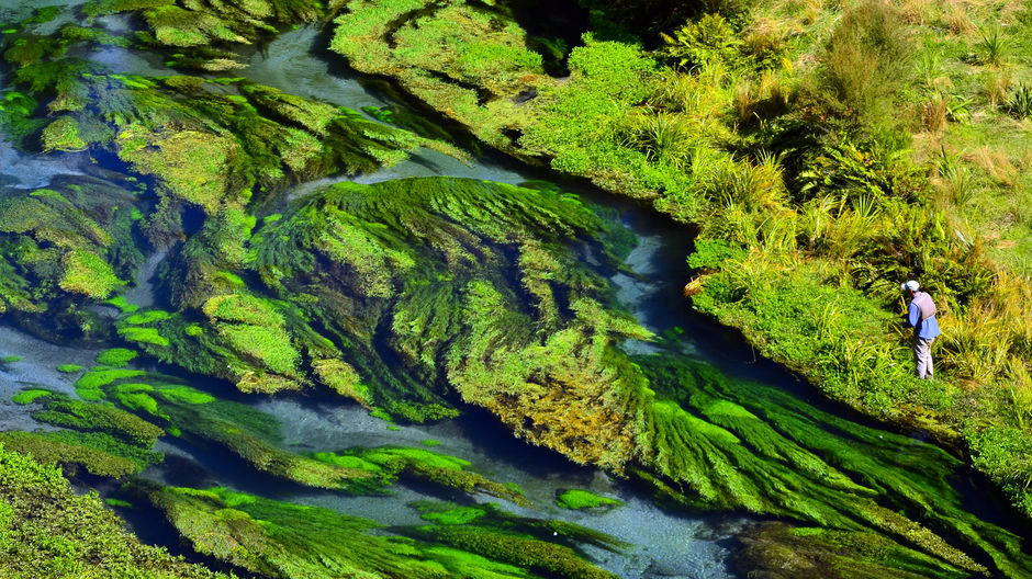 Go fly fishing in the lush green areas around Rotorua in the North Island.