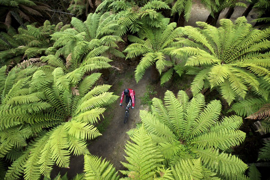 Rotorua's Whakarewarewa Forest Tracks are world-class - heaven for mountain bikers of all levels.