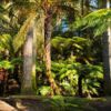 The Redwoods is the epi center of mountain biking in Rotorua.