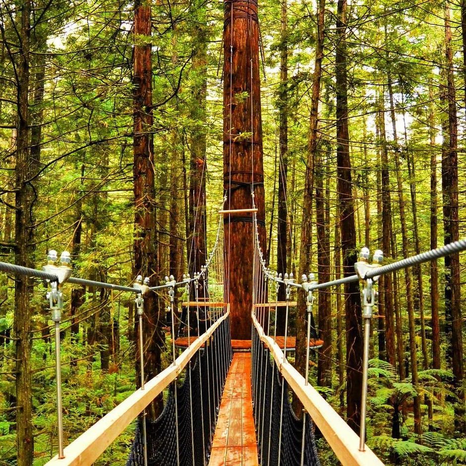 Suspension Bridges on the Redwood Forest Treewalk