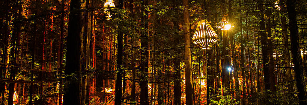 Redwoods Treewalk Rotorua, Night Experience