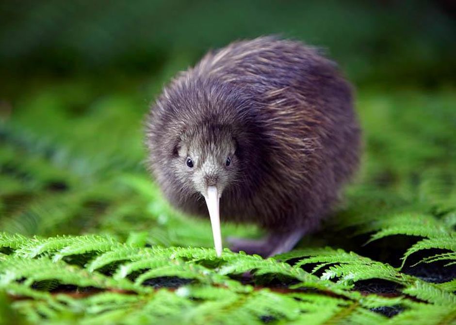 Besuchen Sie den kleinen „George“ im Rainbow Springs Kiwi Wildlife Park in Rotorua.