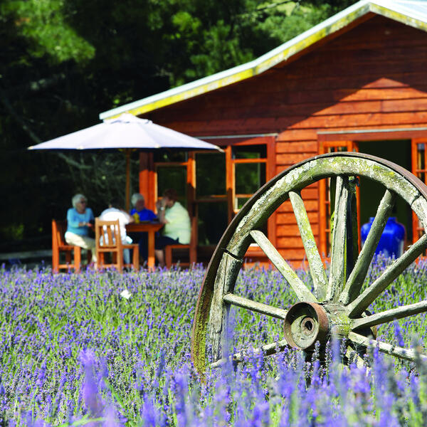 타우마루누이에 있는 로런스 라벤더 농장(Lauren's Lavender Farm)에서 점심 식사나 오후 티 타임 즐기기