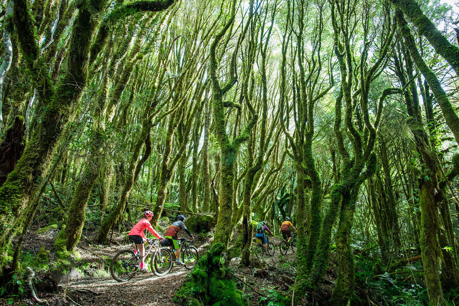 Following old logging roads and tramlines, The Timber Trail traverses an exotic forest in the heart of the North Island.