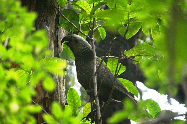 ニュージーランドのサウスランド 自然と野生動物 ニュージーランドの観光ハイライトとアクティビティ