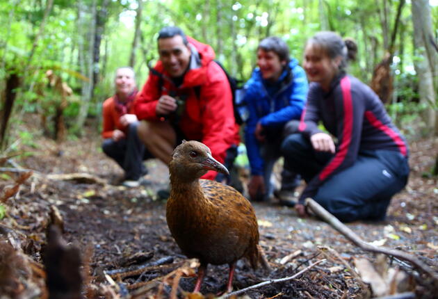 Stewart Island is home to one of New Zealand’s Great Walks, the Rakiura Track, as well as a number of walking and hiking trails.