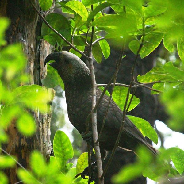 Kaka, Ulva Island