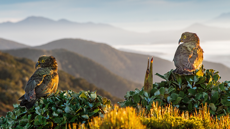 Kea on the Tuatapere Hump Ridge Track