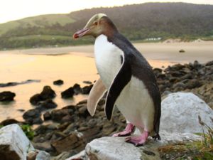 Curio Bay, Catlins Forest Park