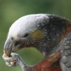 Stewart Island kākā