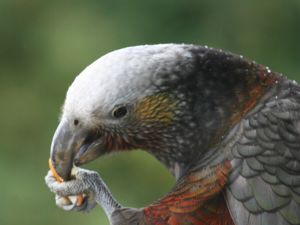 Stewart Island kākā