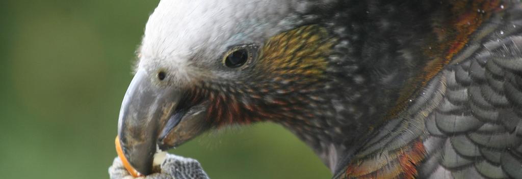 Stewart Island kākā