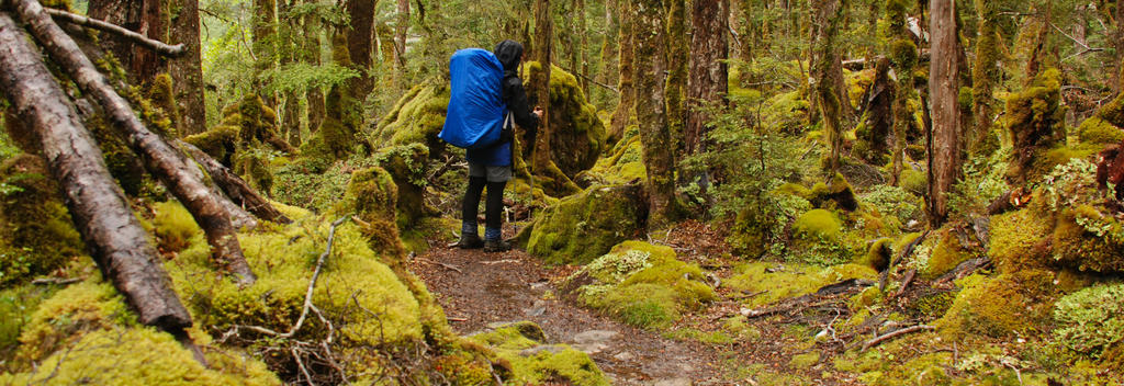 Wander through enchanted forest and feel like you've been transported to Lord of the Rings country