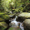 艾格蒙特国家公园（Egmont National Park）拥有郁郁葱葱的河流、瀑布、雨林和沼泽苔藓。