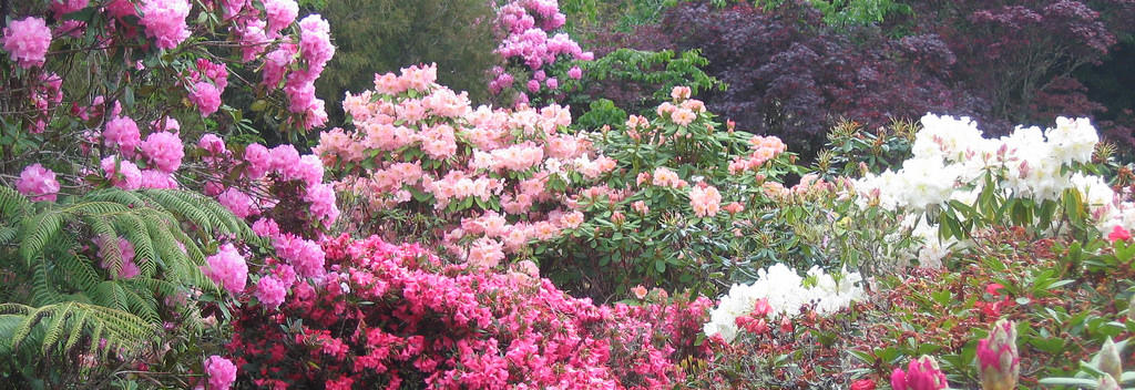 Established in 1951, Pukeiti is open all year round (except Christmas Day). The garden is planted so that every season provides a sensational experience for visitors.