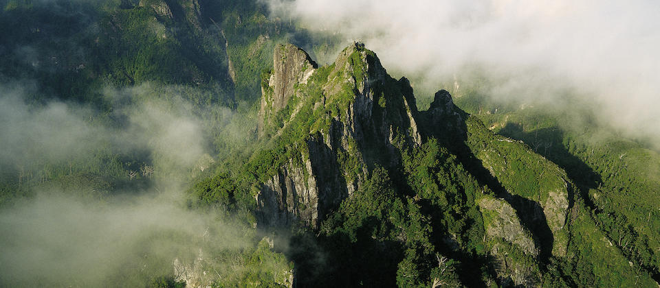 Kauaeranga Kauri Trail - Pinnacles Walk | The Coromandel, New Zealand