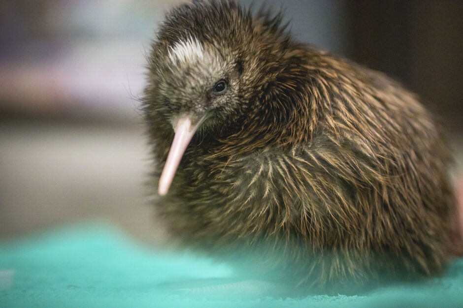 Pūkaha National Wildlife Centre