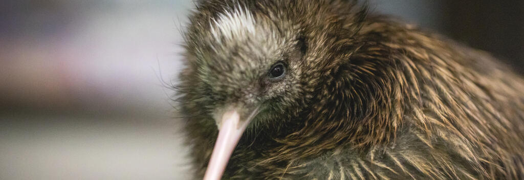 Pūkaha National Wildlife Centre