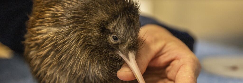 Kiwi chick at Pūkaha Mount Bruce