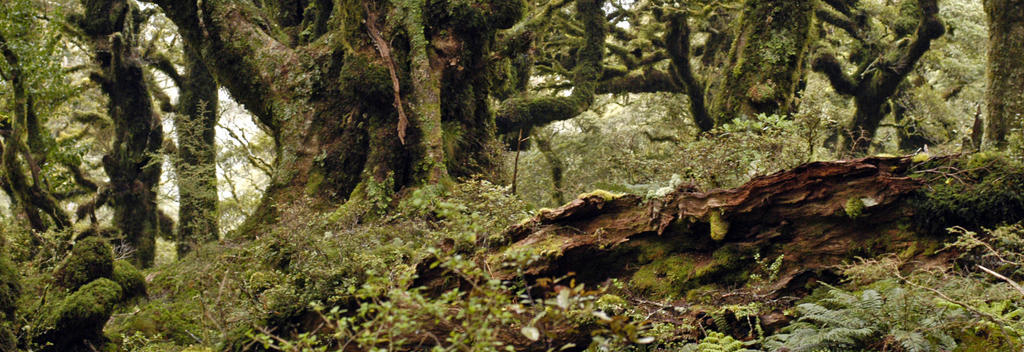 Walk through a maze of trees on the Holdsworth track