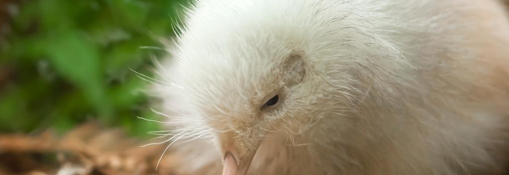 Pukaha Mount Bruce National Wildlife Centre.