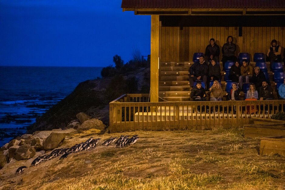 Oamaru Blue Penguin Colony