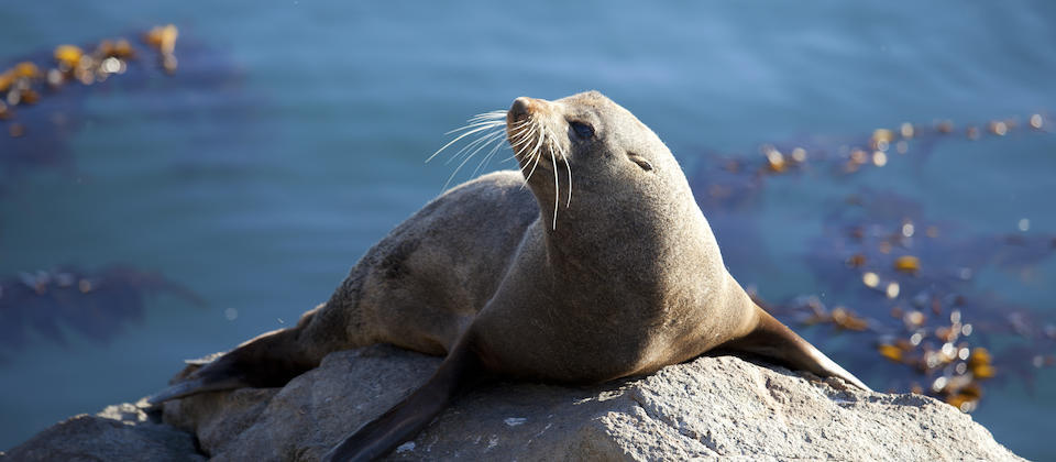 Popular wildlife experiences in New Zealand | New Zealand