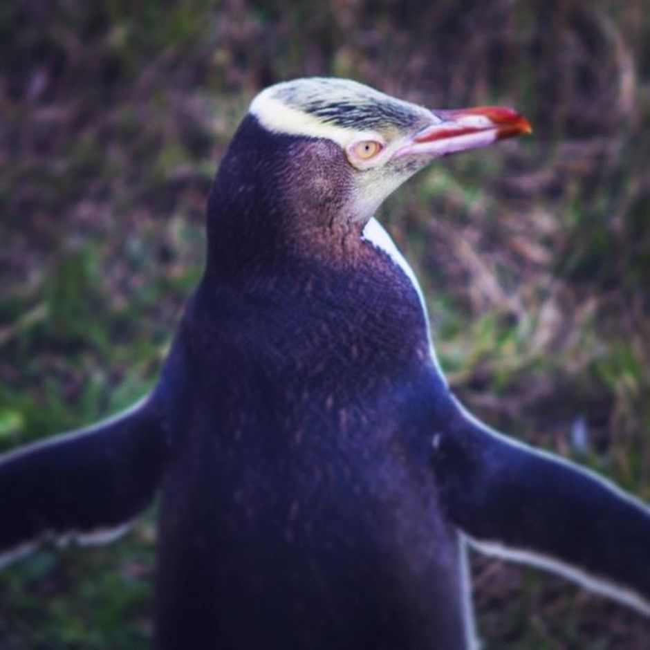 Yellow-Eyed Penguin, Moeraki,