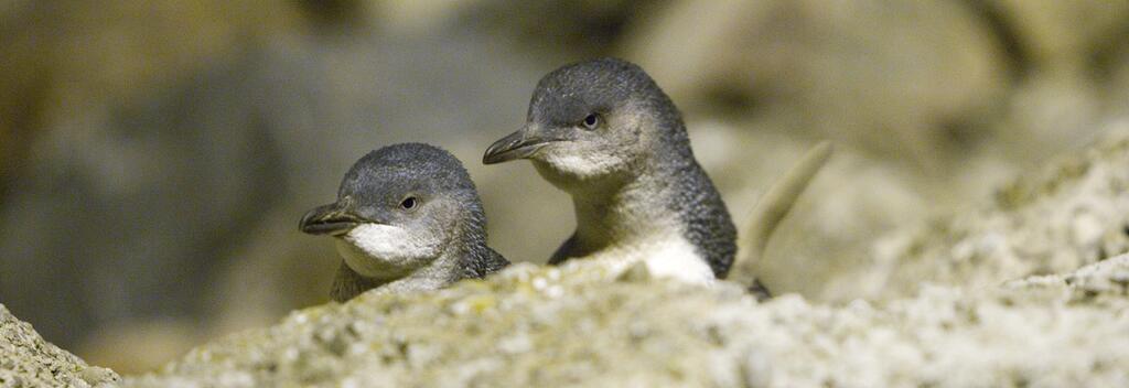 You can see blue penguins around Oamaru