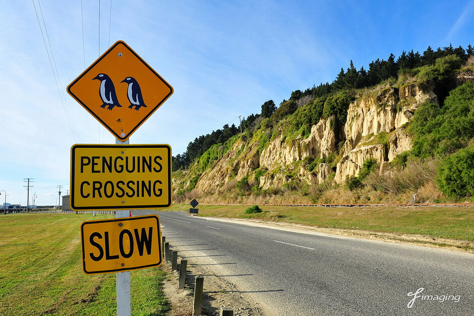 Ōamaru Blue Penguin Colony