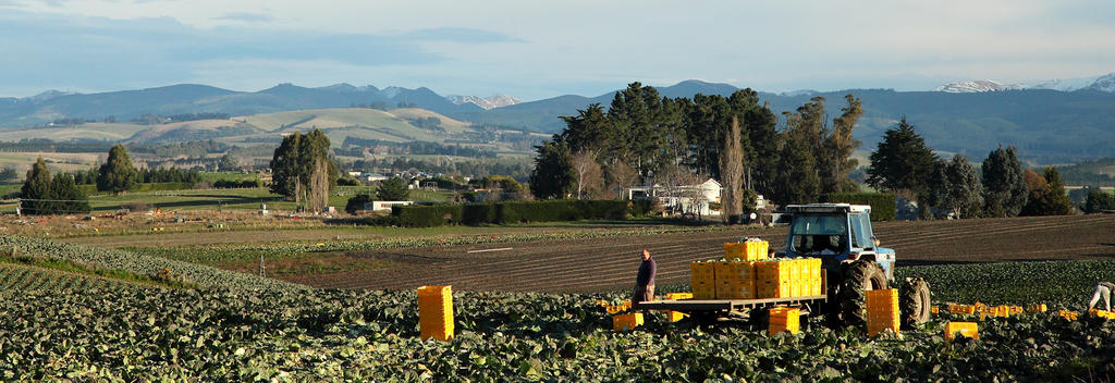 Market gardens, Maheno