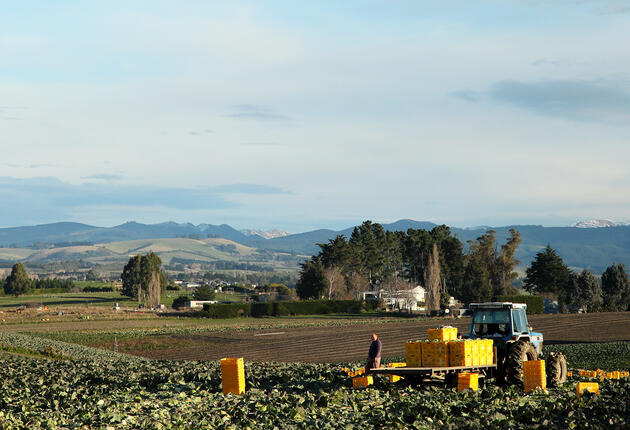 Explore historic Maheno, known for its charming St Andrews Church, the Totara Estate farm and Clarks Mill, a Heritage New Zealand site.