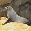 Fur Seal